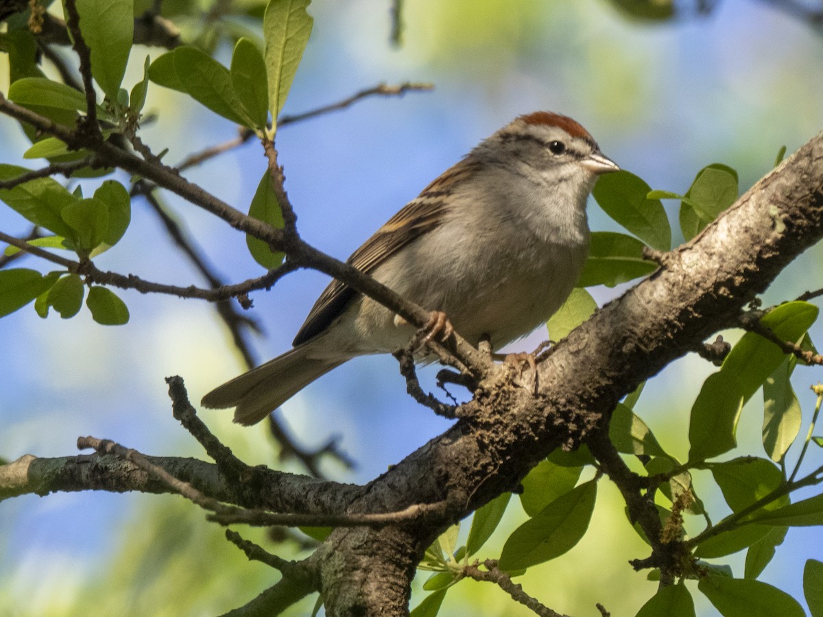 Chipping Sparrow - ML328465191