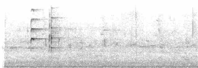 Чайка білошия (підвид miles) - ML328469521