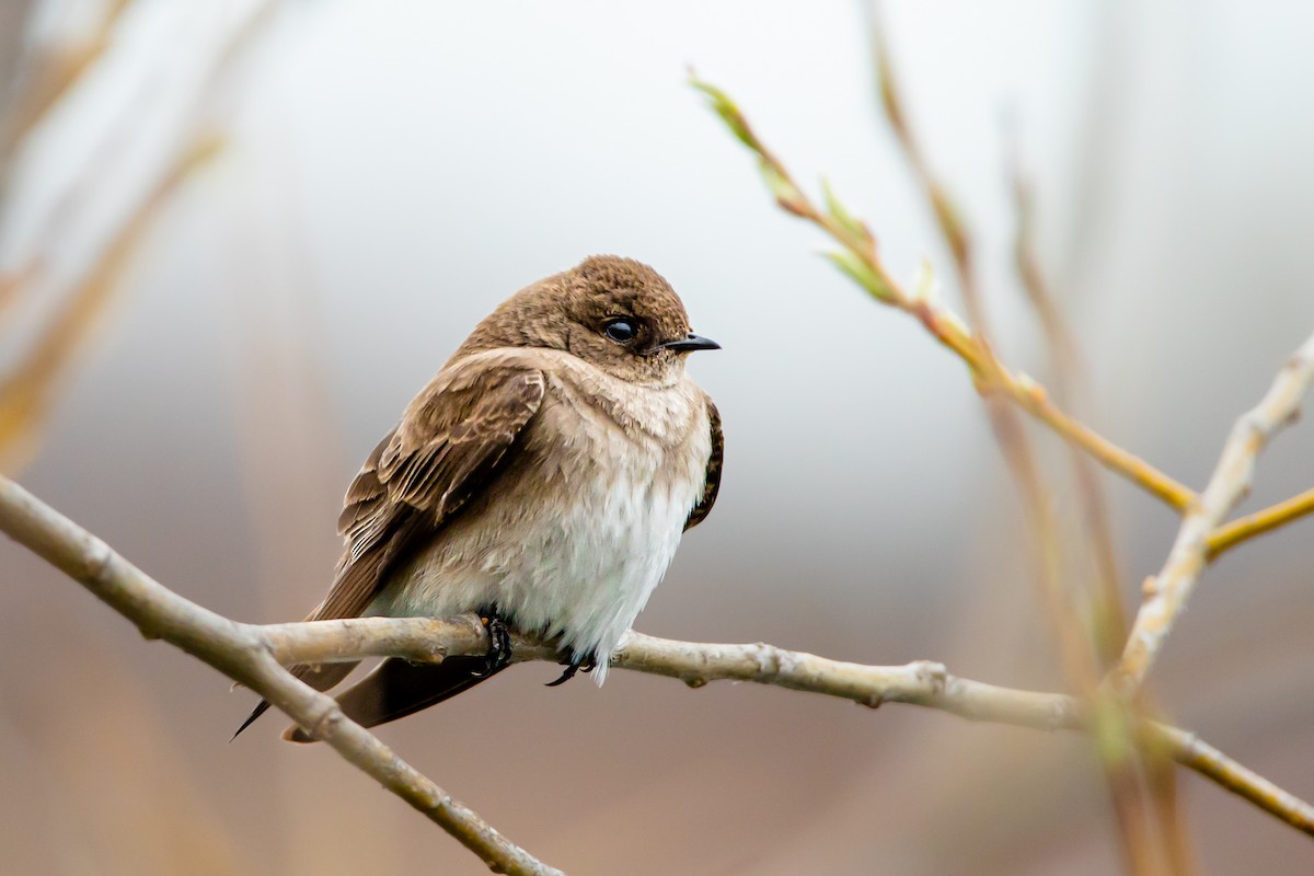 Northern Rough-winged Swallow - Maxwell Giffen