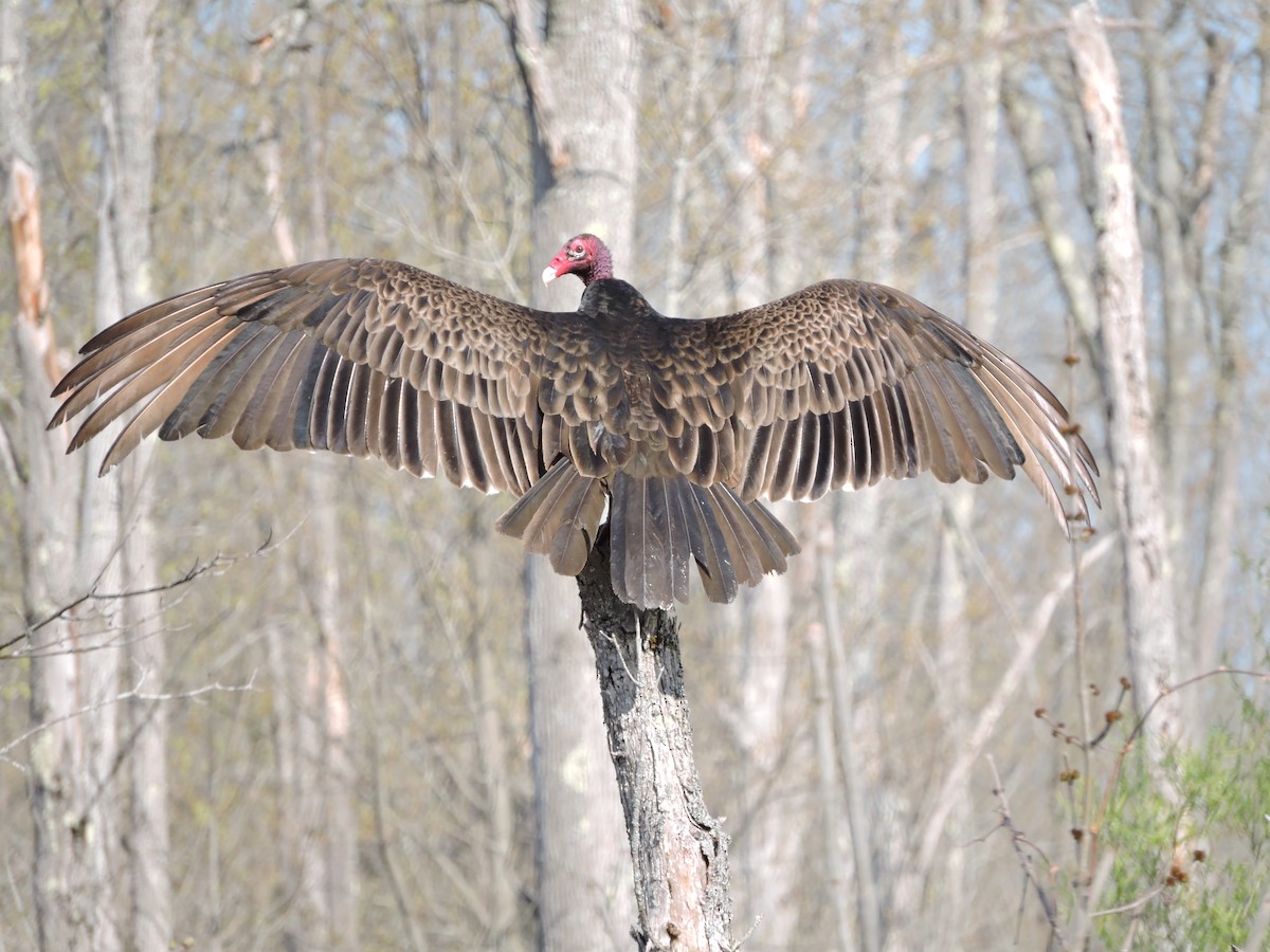 Turkey Vulture - Thomas Williams