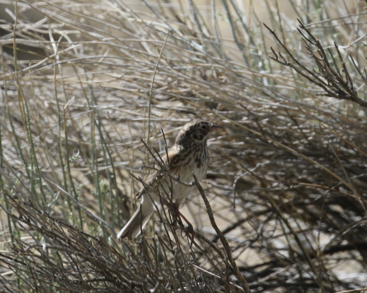 Vesper Sparrow - Mickey Dyke