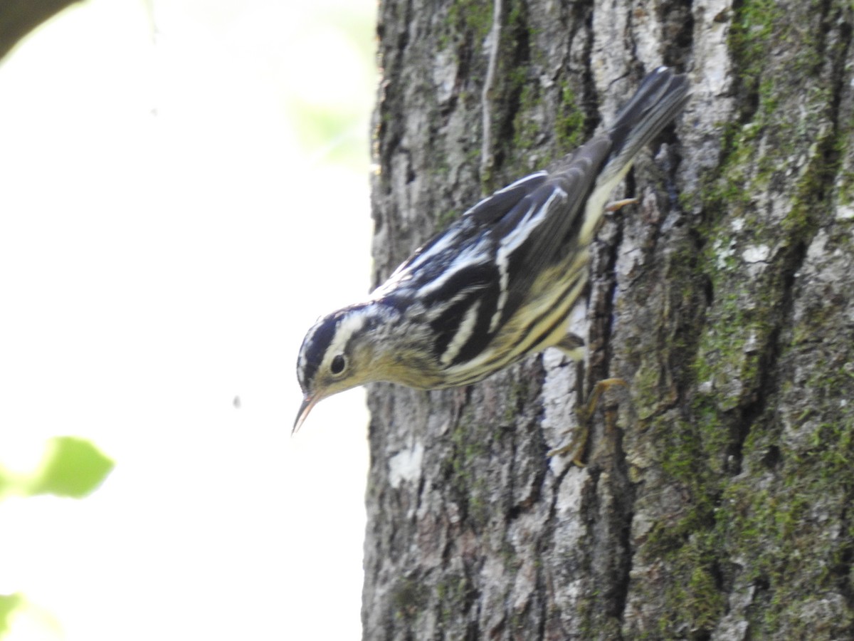 Black-and-white Warbler - ML328485031