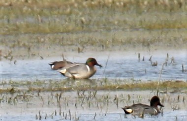 Green-winged Teal - ML328490211