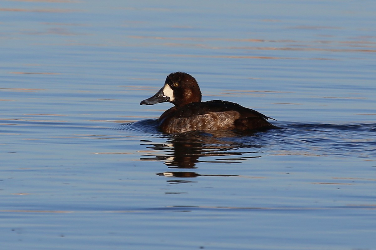 Greater Scaup - ML328495191