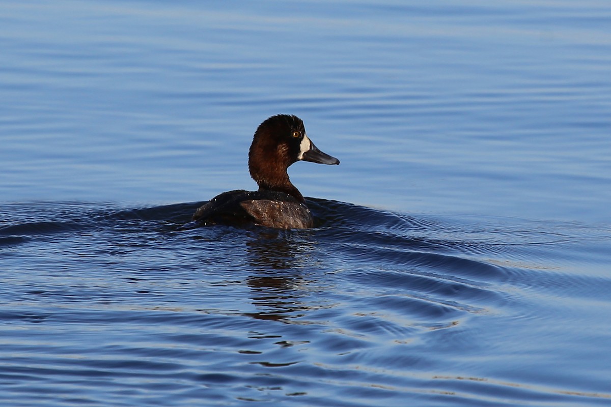 Greater Scaup - ML328495421