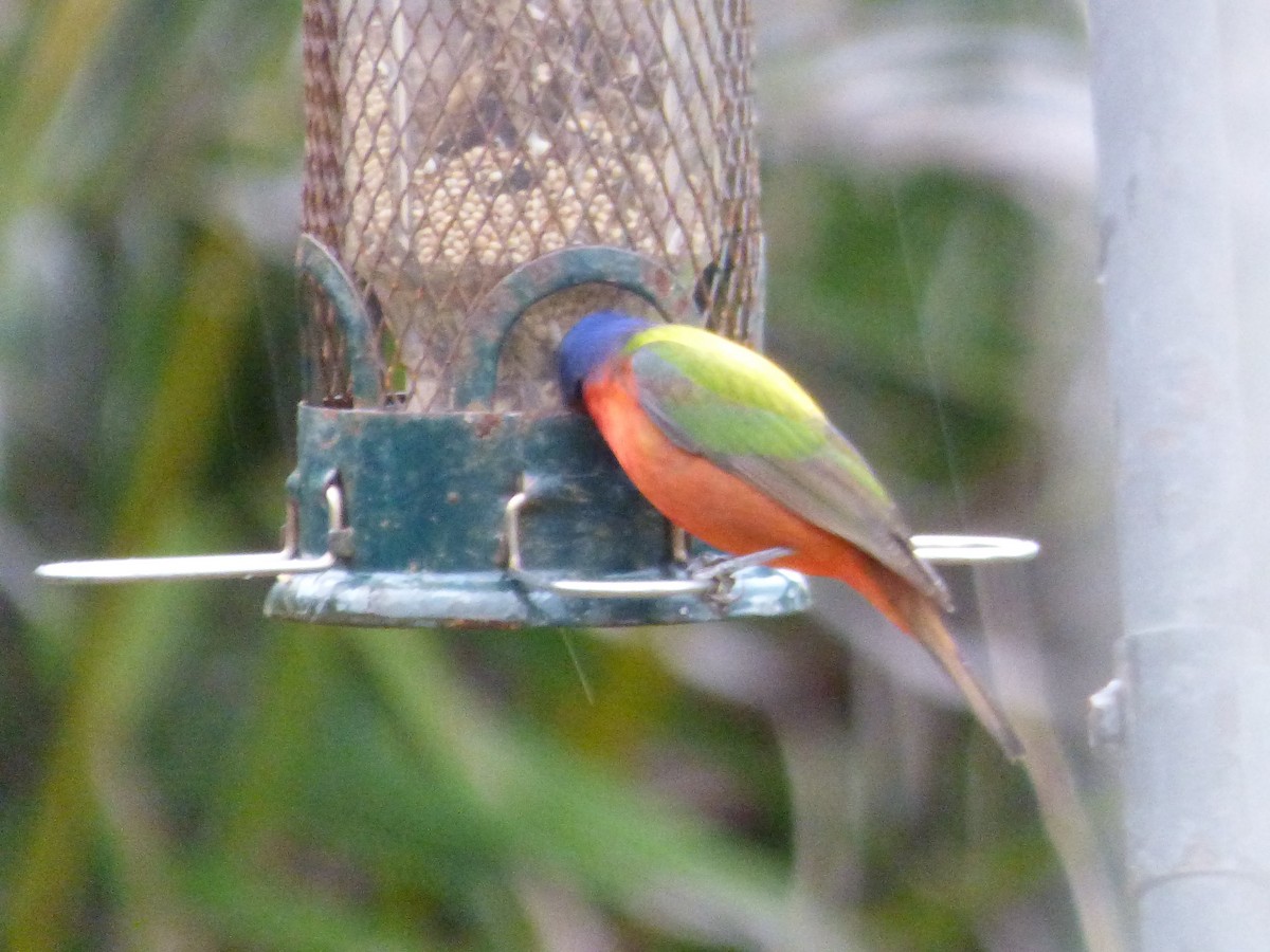 Painted Bunting - ML328503011