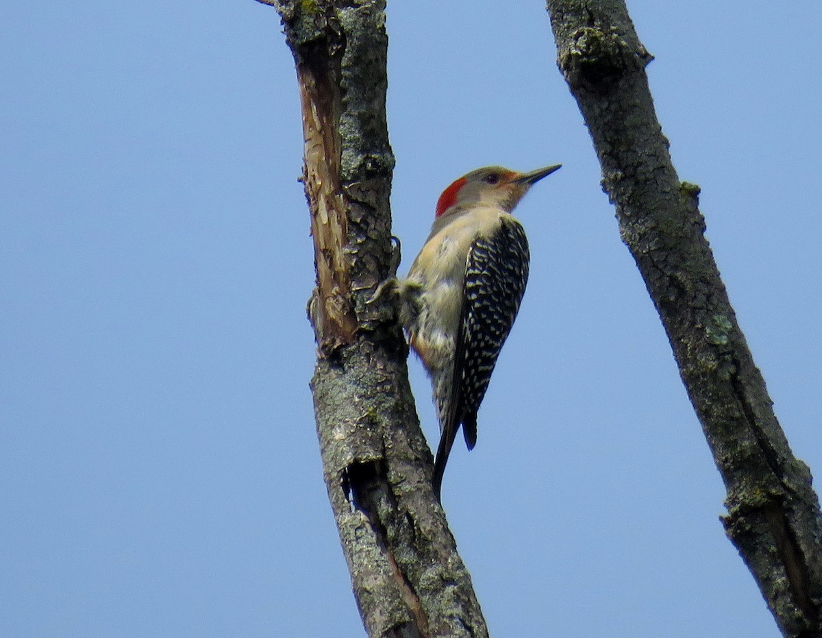 Red-bellied Woodpecker - Bennie Saylor