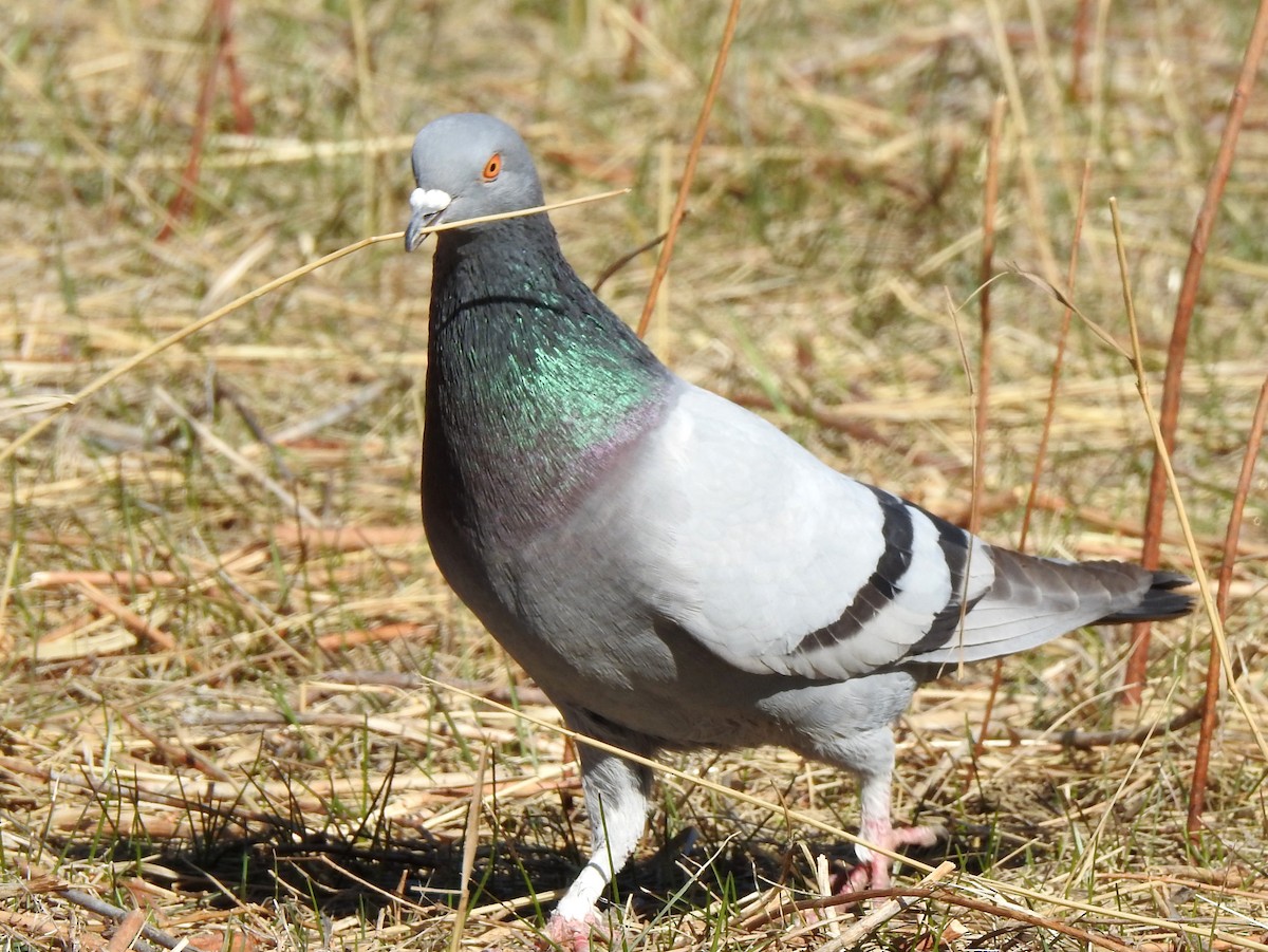 Rock Pigeon (Feral Pigeon) - ML328507201