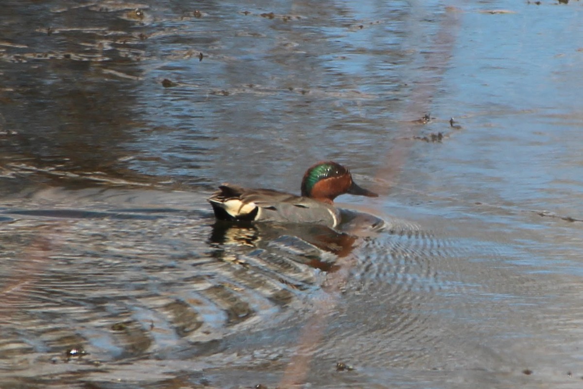 Green-winged Teal - ML328511671