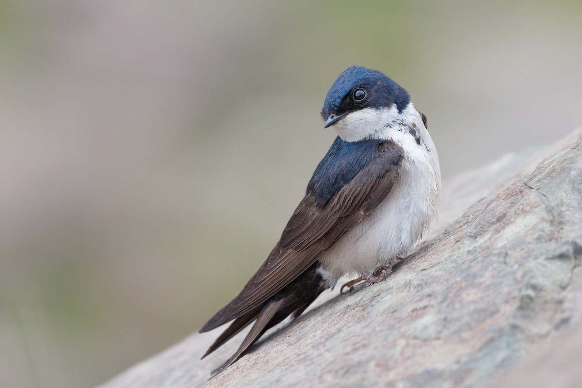 Blue-and-white Swallow (patagonica) - eBird