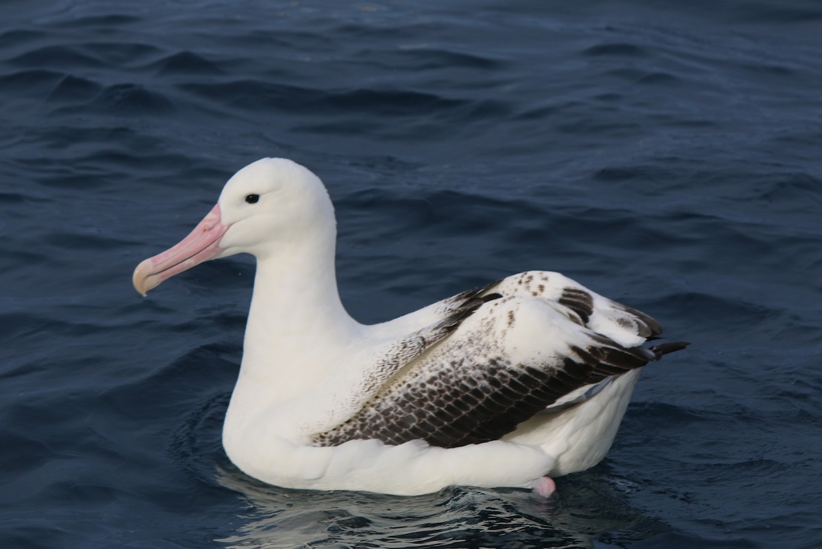 Southern Royal Albatross - Geoff de Lisle