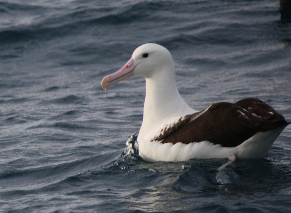 Northern Royal Albatross - Geoff de Lisle