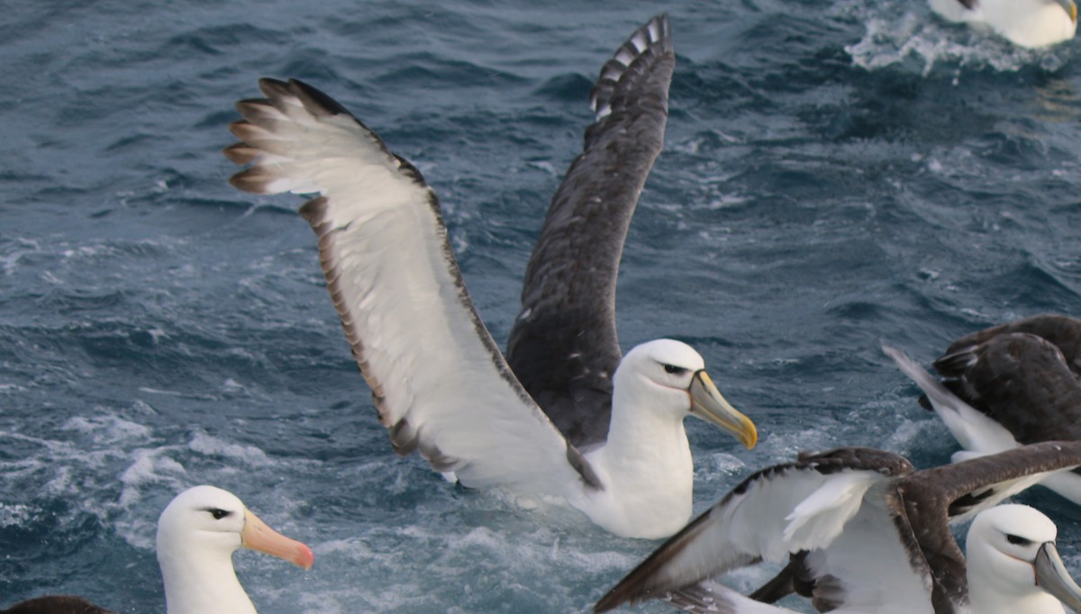 White-capped Albatross (cauta) - ML32852171