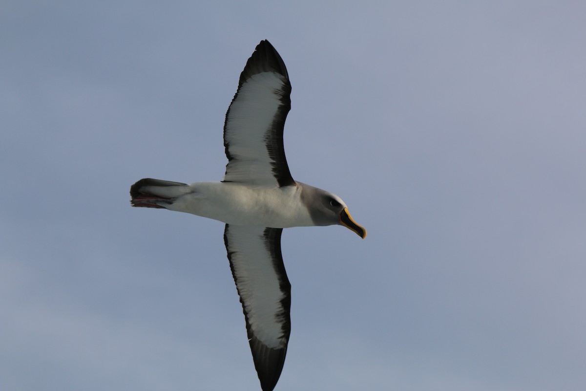 Buller's Albatross - Geoff de Lisle