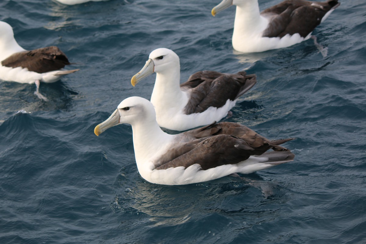 White-capped Albatross (steadi) - Geoff de Lisle