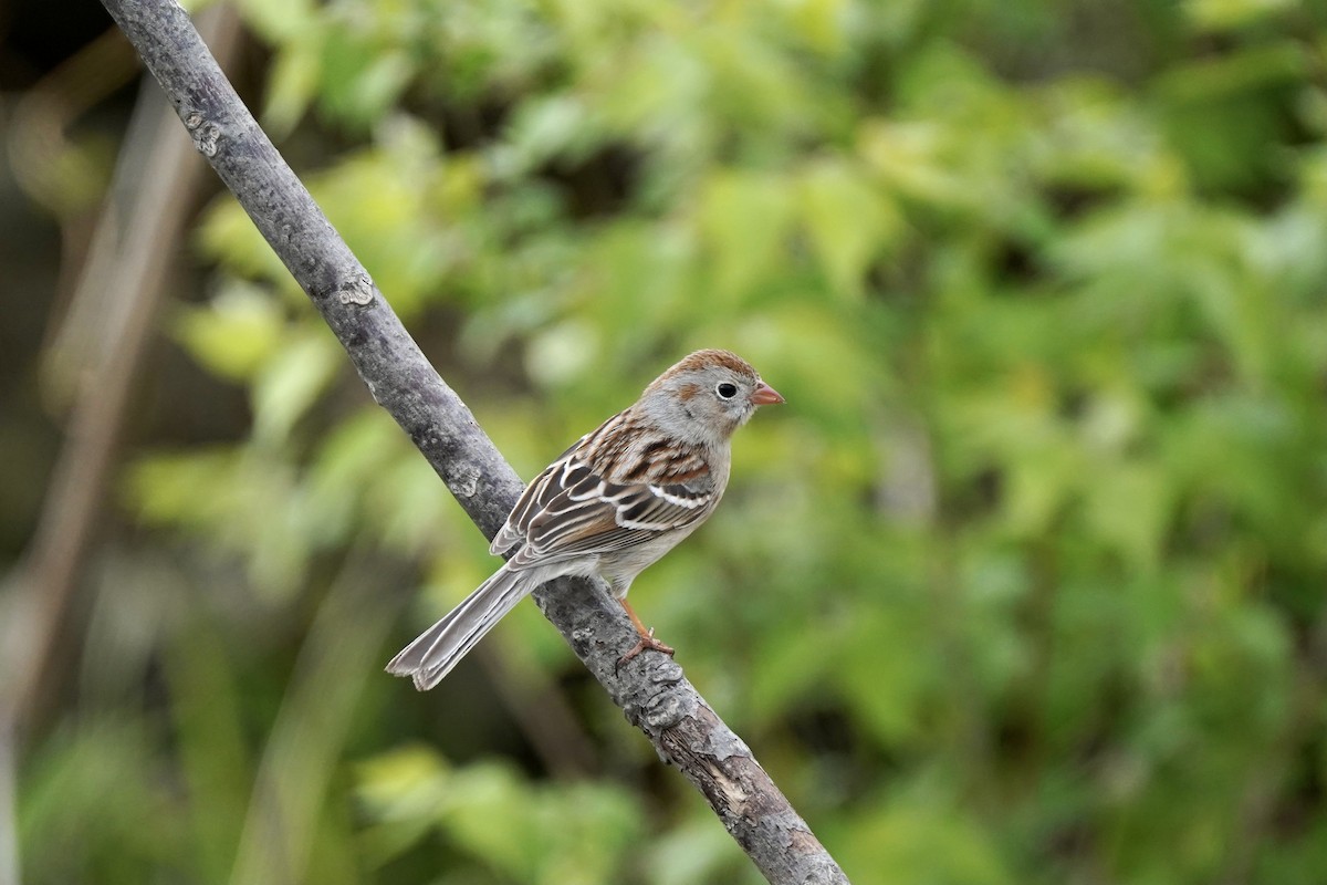 Field Sparrow - Chandler  Roberts