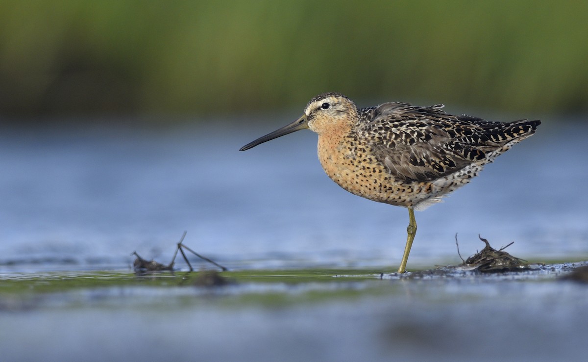 Short-billed Dowitcher (hendersoni) - Daniel Irons