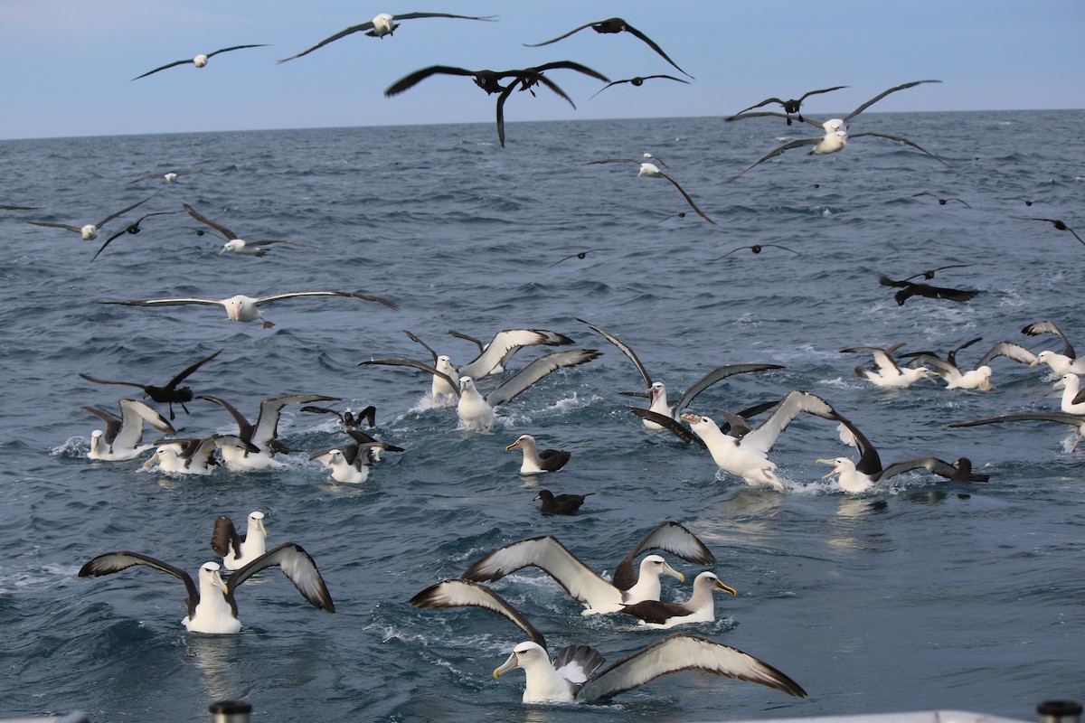 White-capped Albatross (steadi) - ML32853031