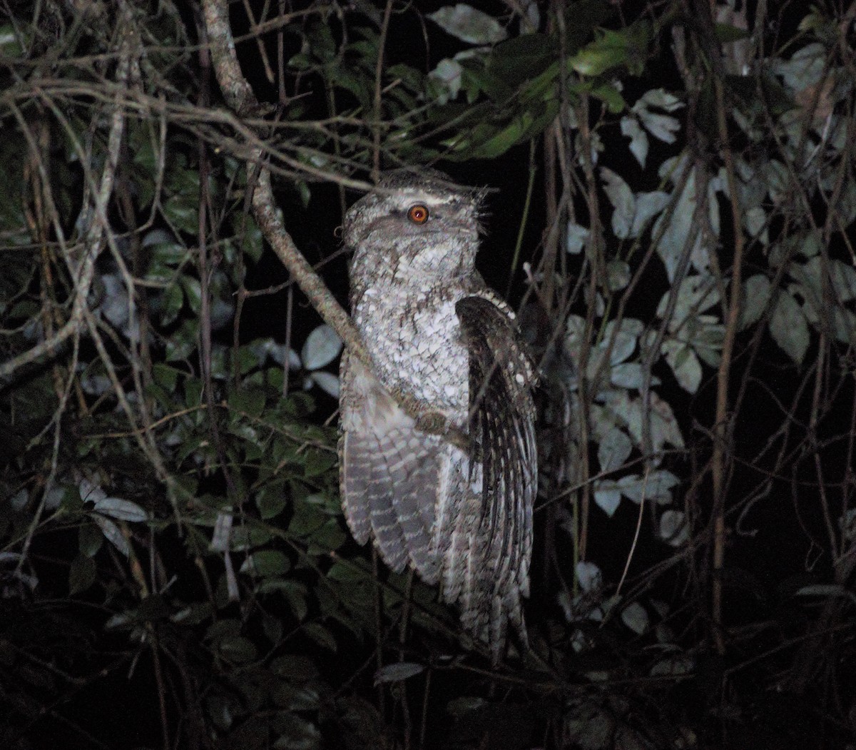 Marbled Frogmouth - ML32853211