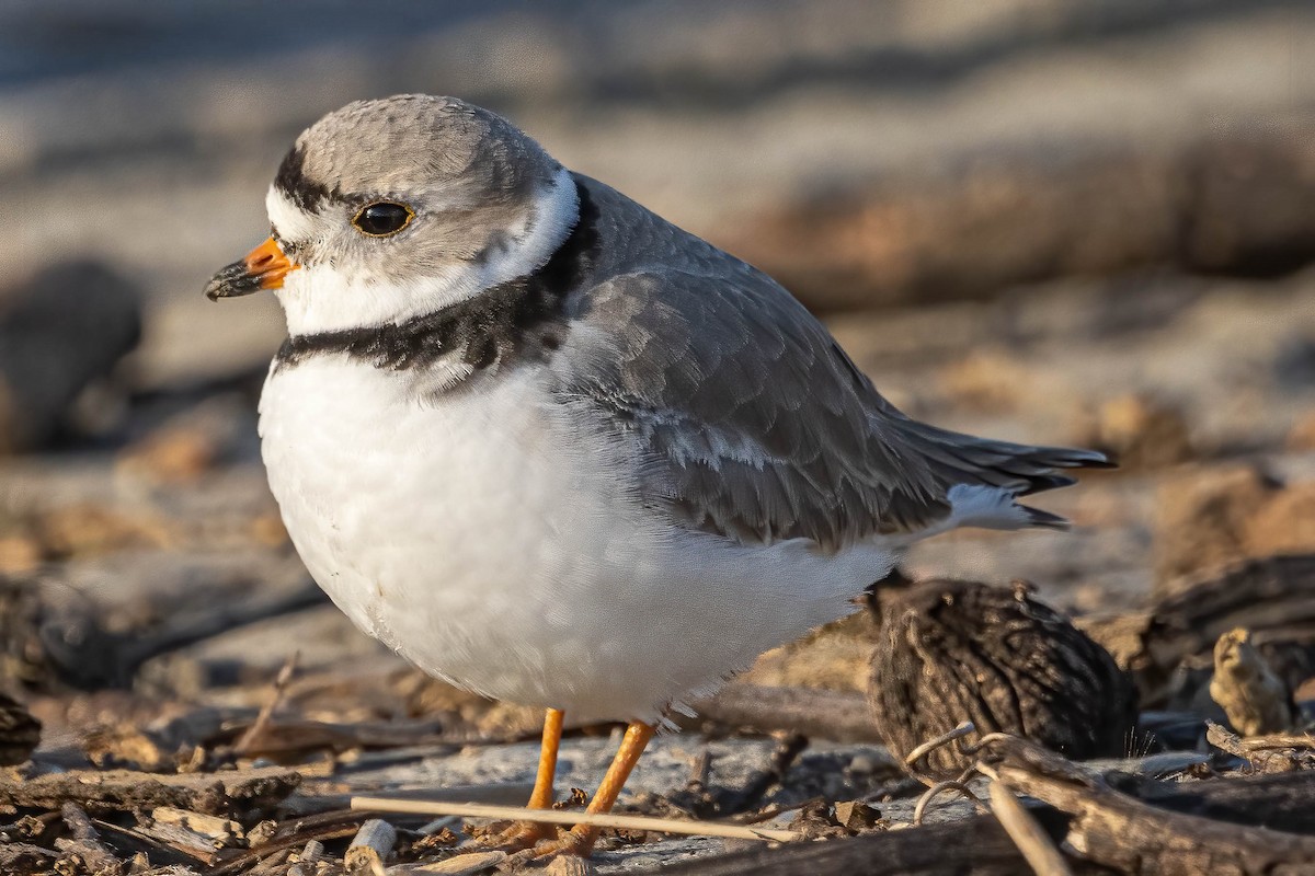 Piping Plover - Steven Lasley