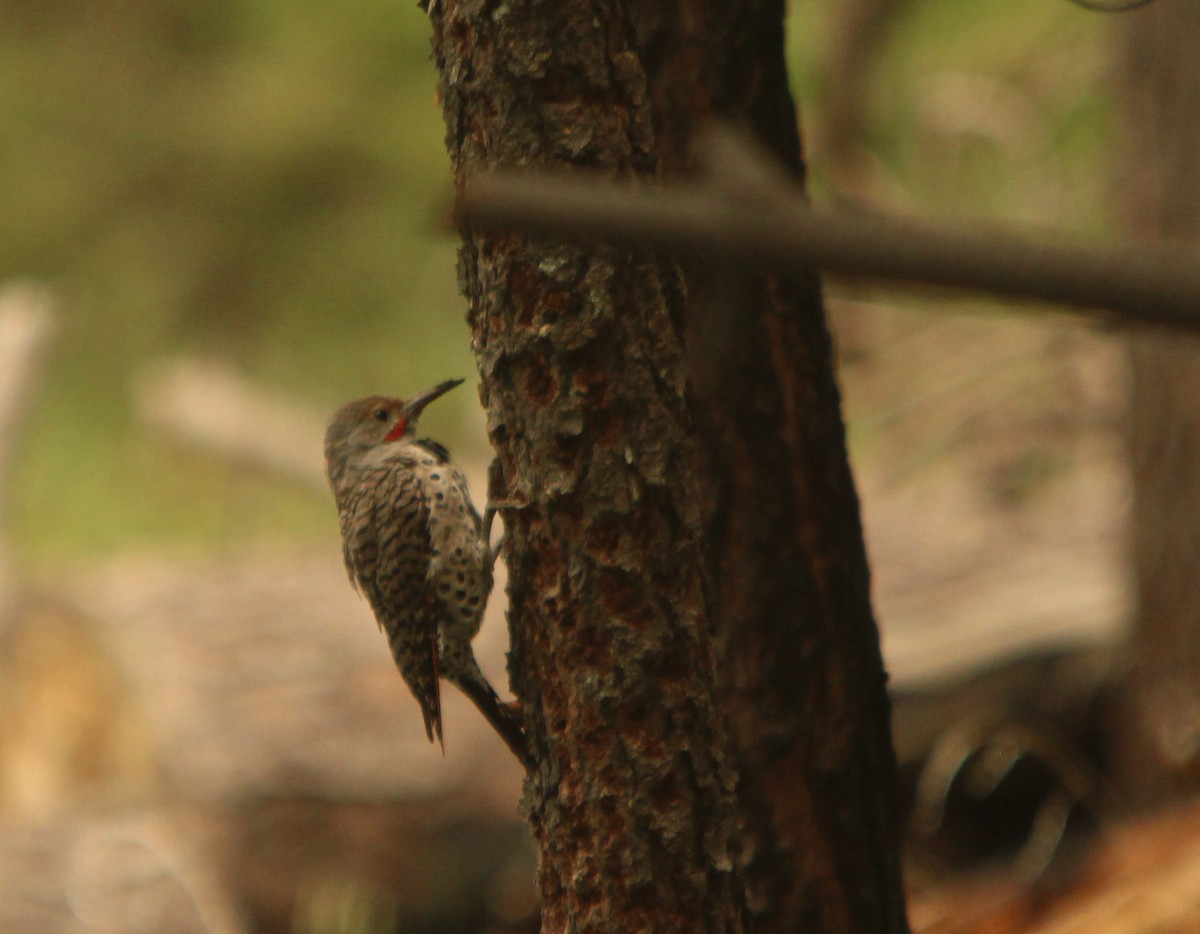 Northern Flicker (Red-shafted) - ML32853881