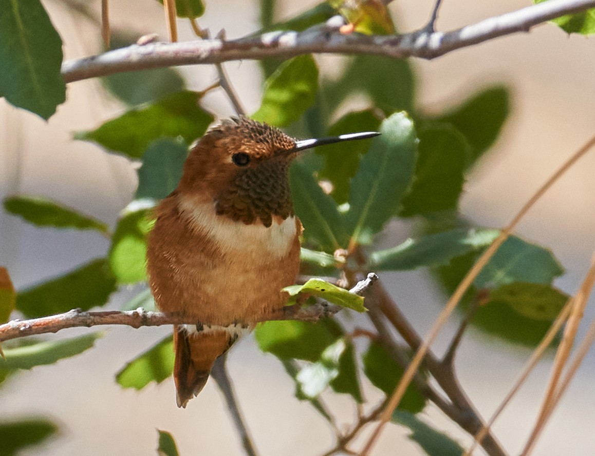Rufous Hummingbird - Grigory Heaton