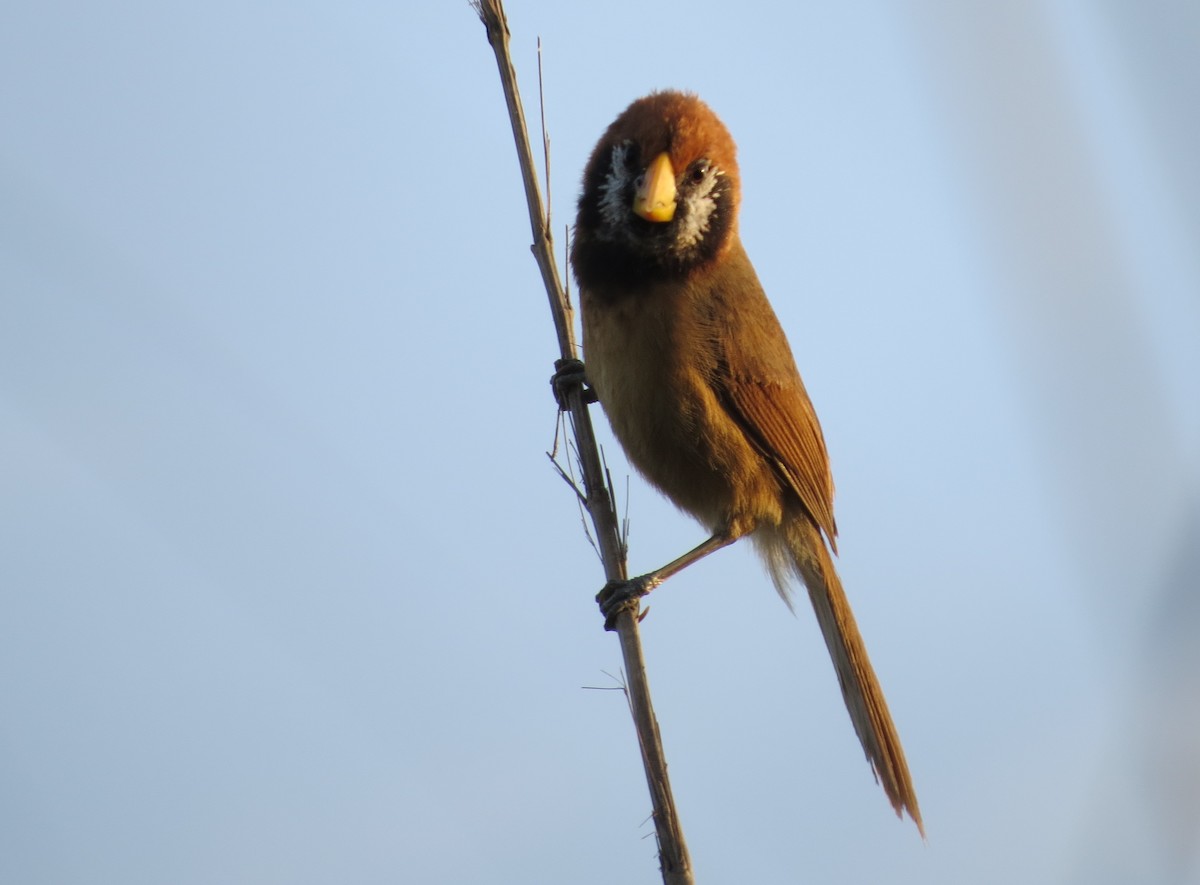 Black-breasted Parrotbill - ML32854401