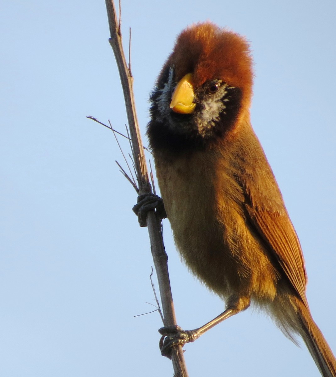 Black-breasted Parrotbill - ML32854411