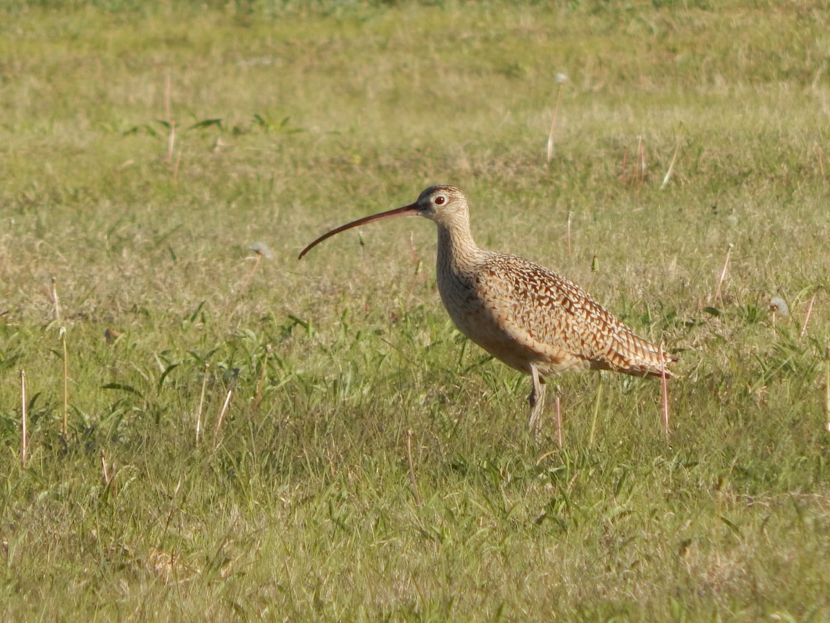 Long-billed Curlew - ML328545971
