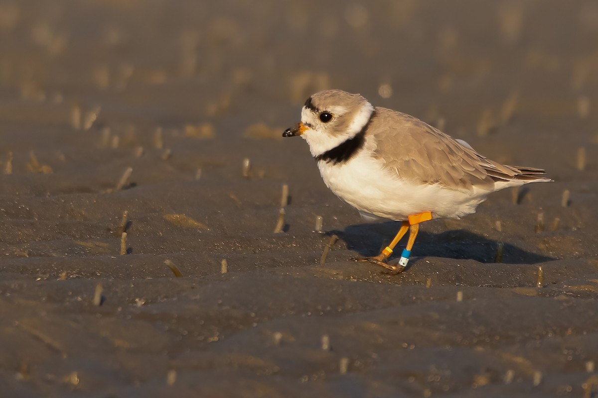Piping Plover - ML328546191