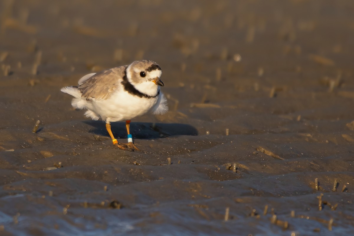 Piping Plover - ML328546211