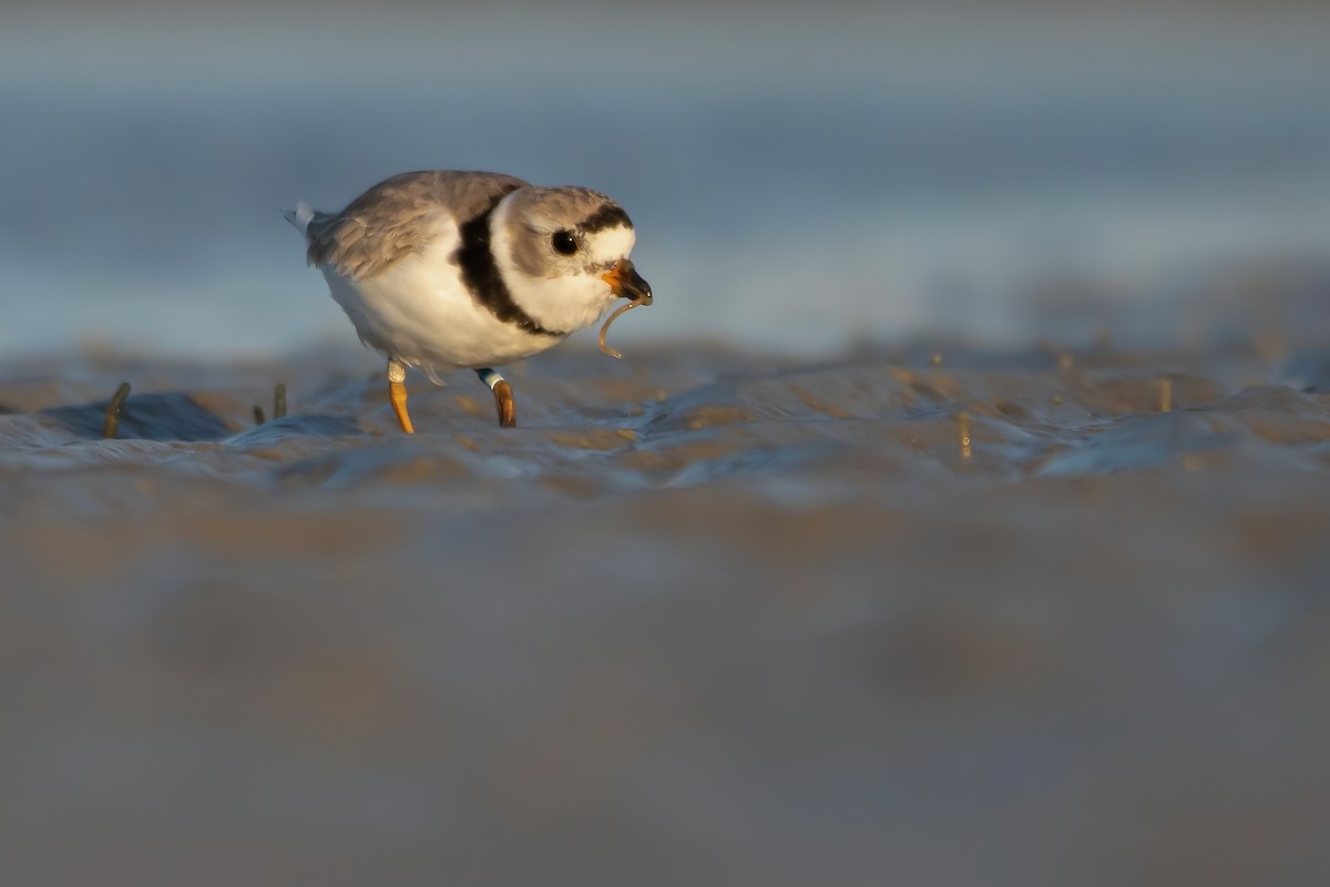 Piping Plover - ML328546221