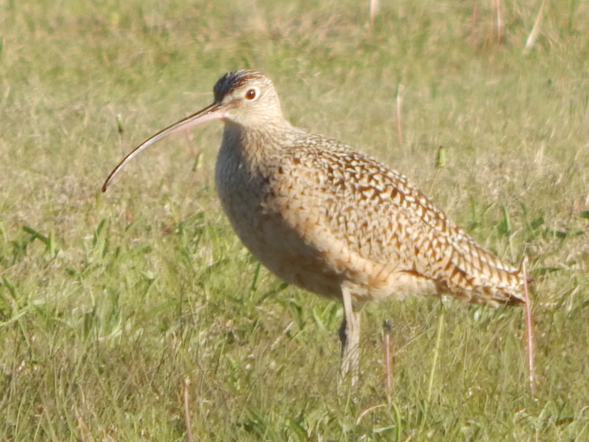 Long-billed Curlew - ML328546521
