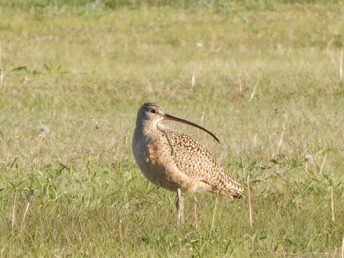 Long-billed Curlew - ML328546591