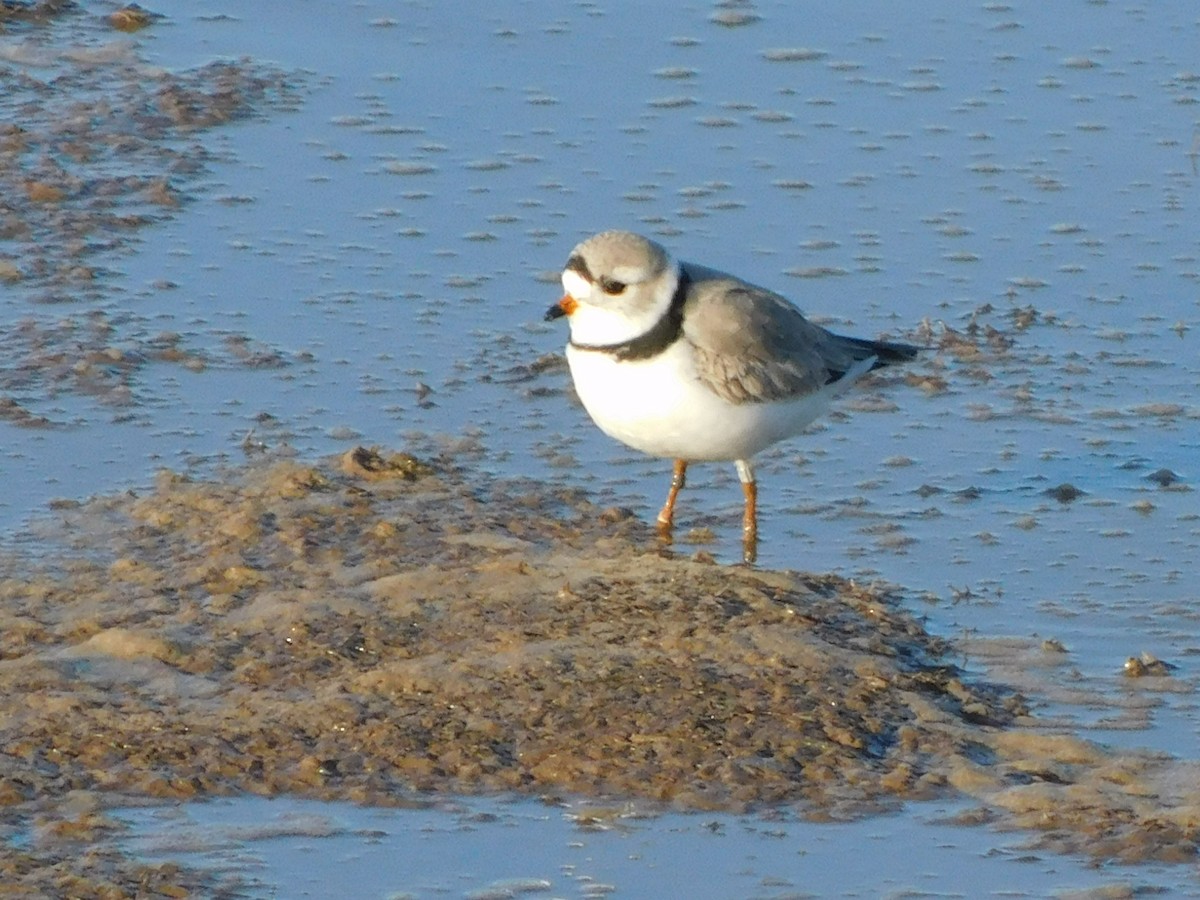 Piping Plover - ML328549261