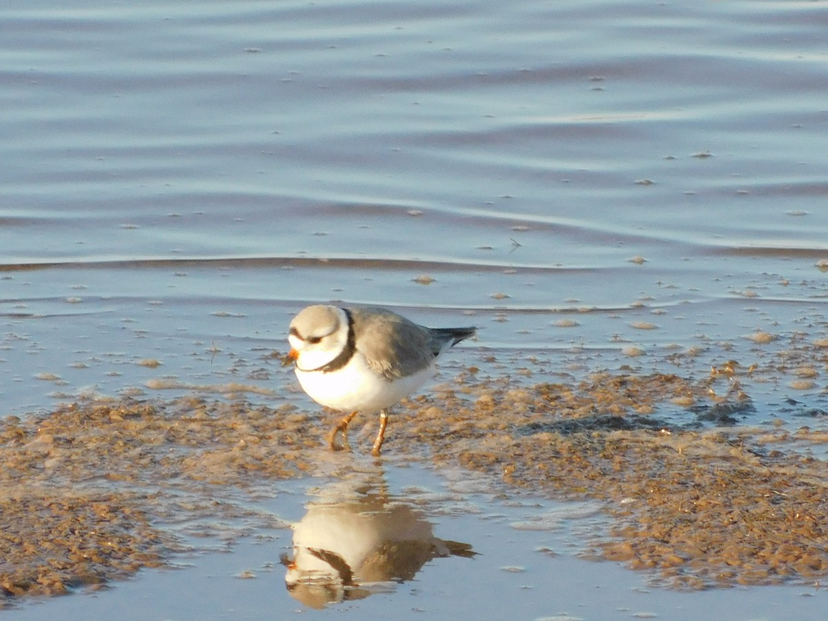 Piping Plover - ML328549281
