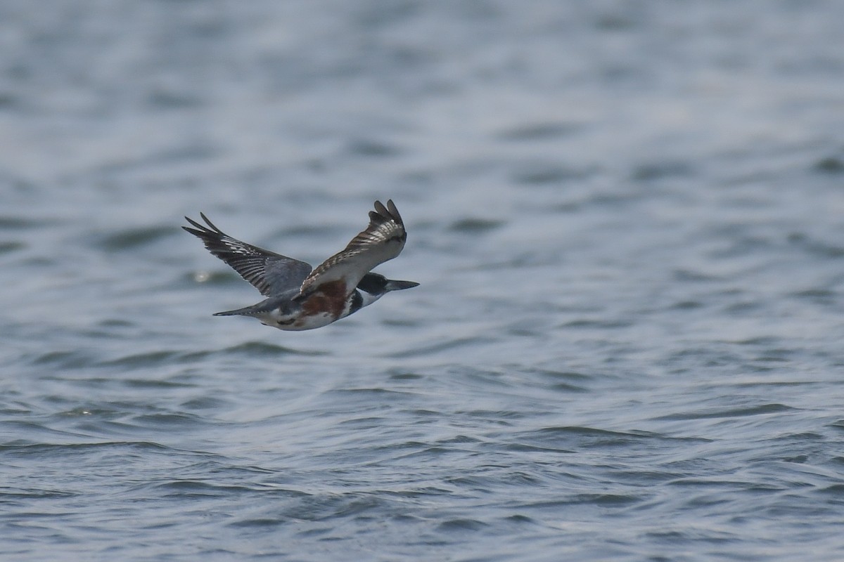 Belted Kingfisher - ML328551171