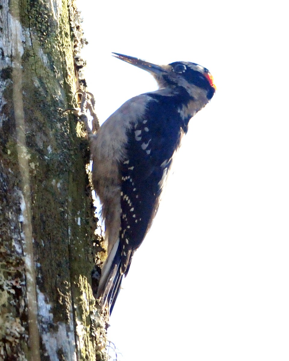 Hairy Woodpecker (Pacific) - Ryan Merrill