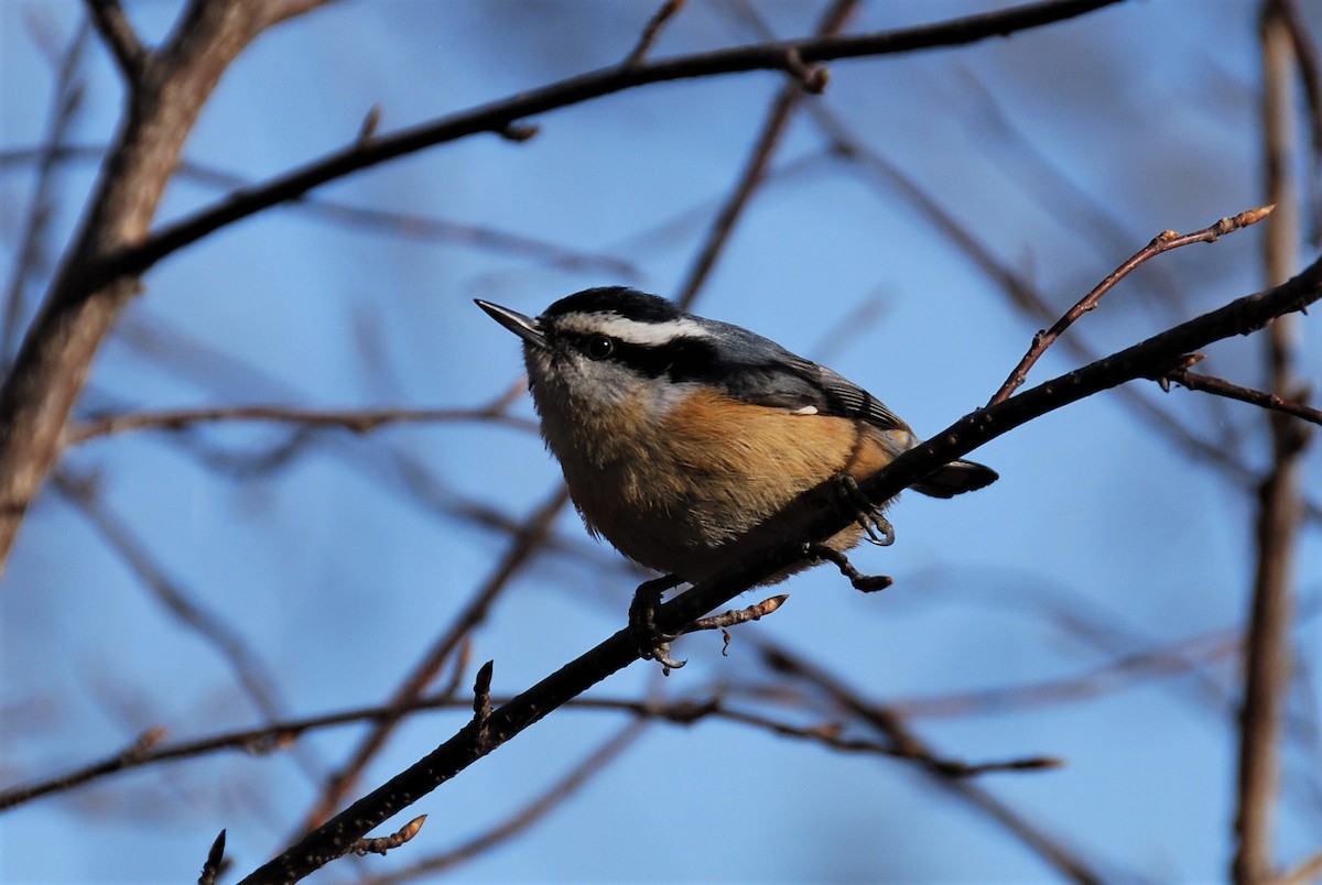 Red-breasted Nuthatch - ML328566421