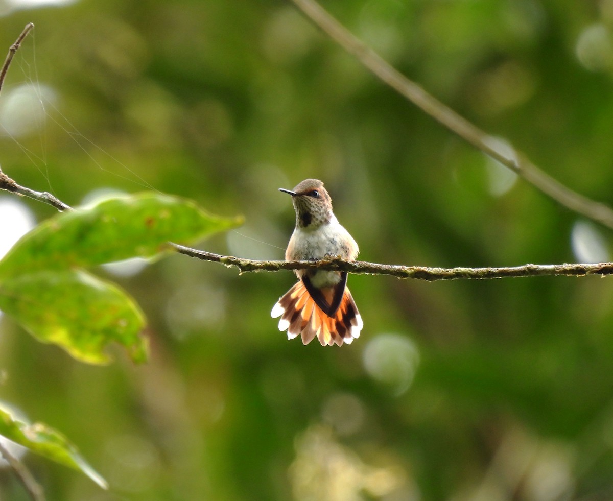 Scintillant Hummingbird - ML328578891