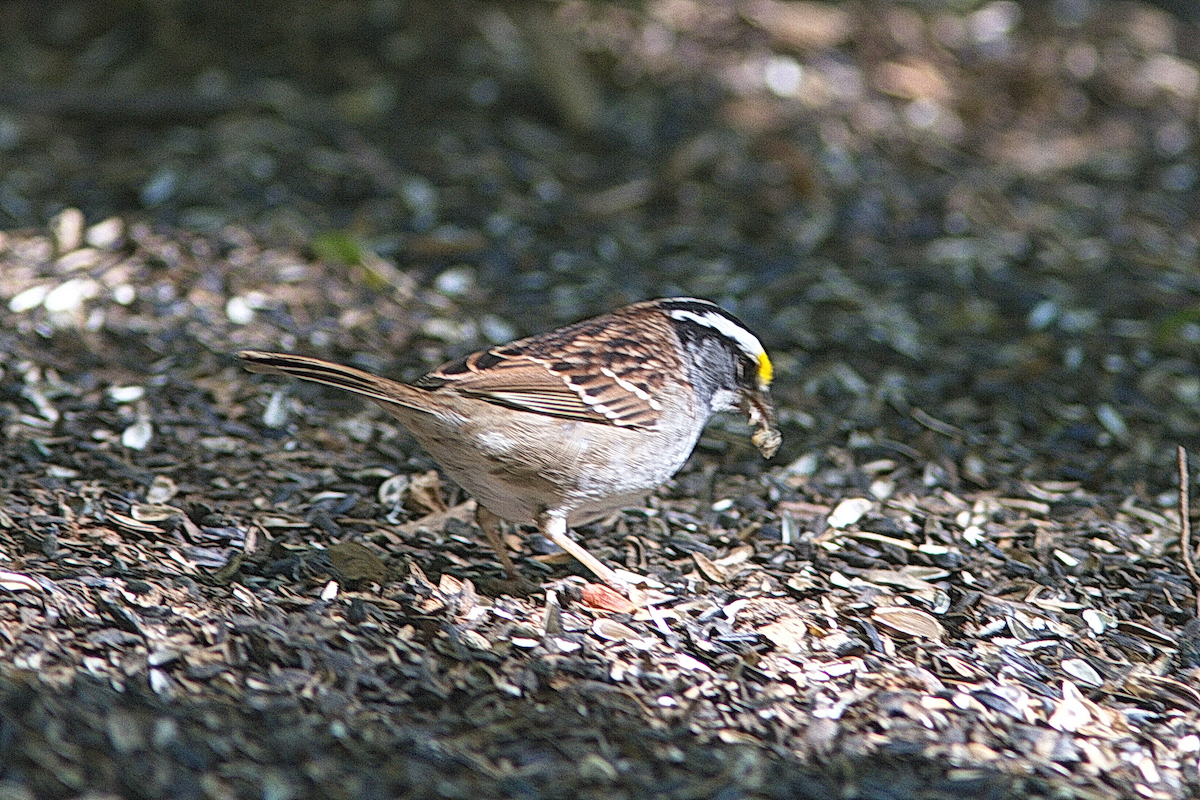 White-throated Sparrow - ML328585911