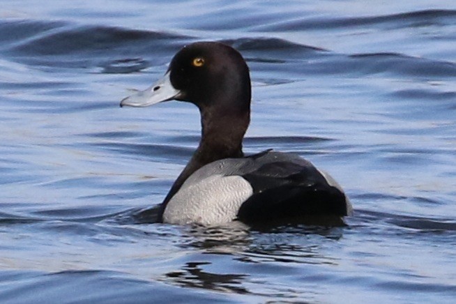 Greater Scaup - ML328587001