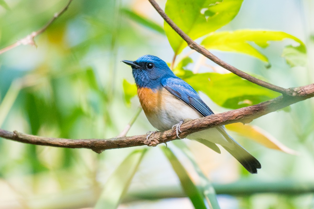 Blue-throated Flycatcher - Ian Hearn