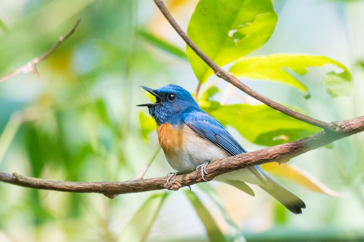 Blue-throated Flycatcher - ML328590031