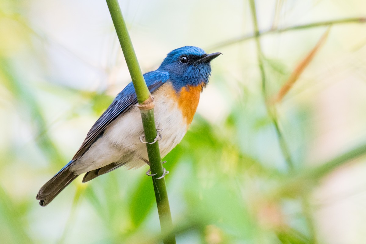 Blue-throated Flycatcher - Ian Hearn