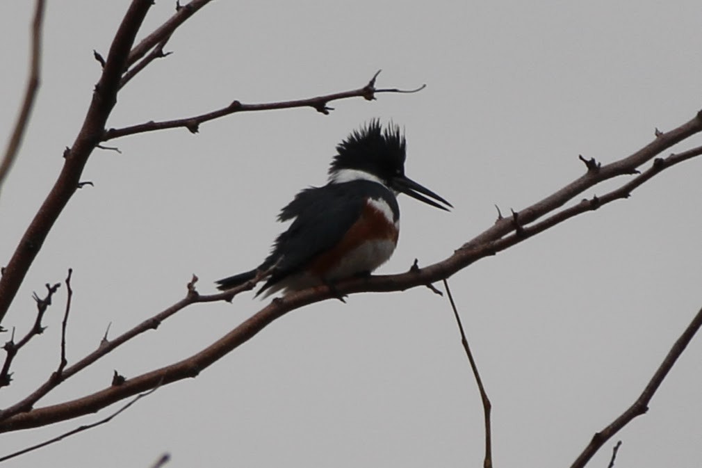 Belted Kingfisher - ML328592161