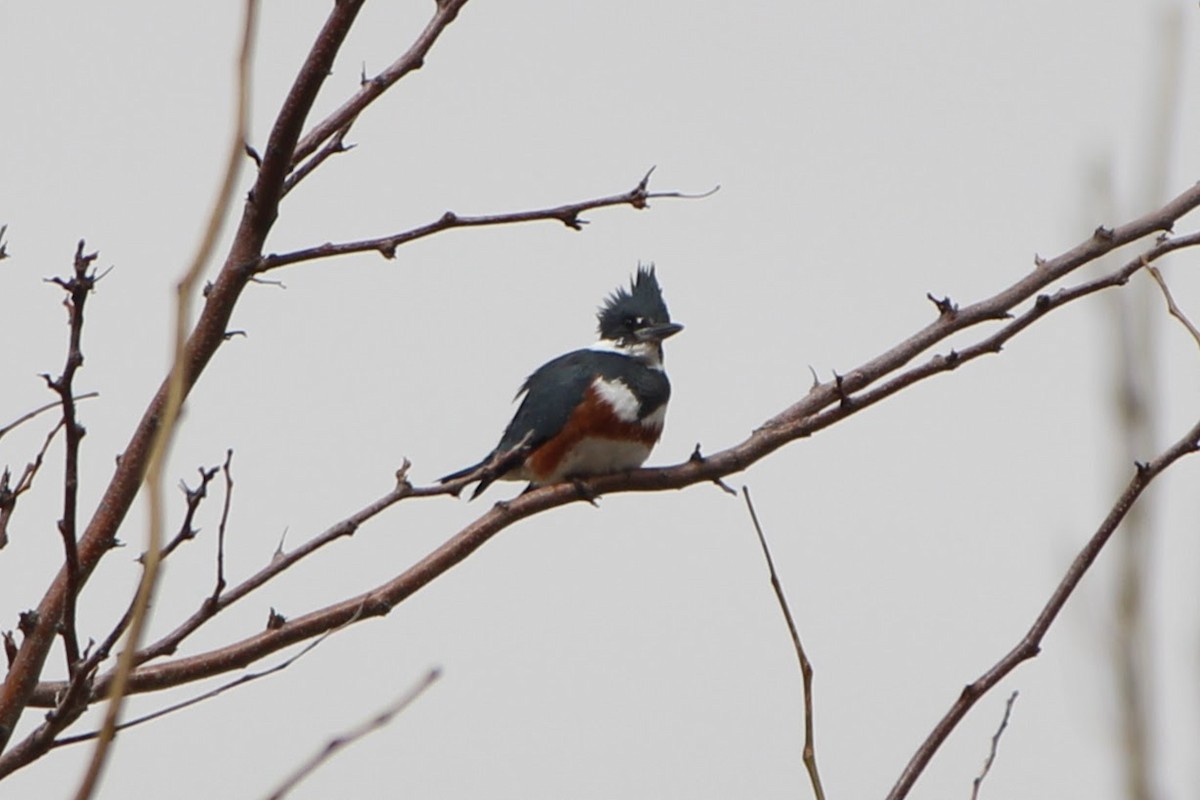 Belted Kingfisher - ML328592171