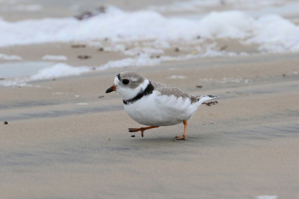 Piping Plover - ML328593481