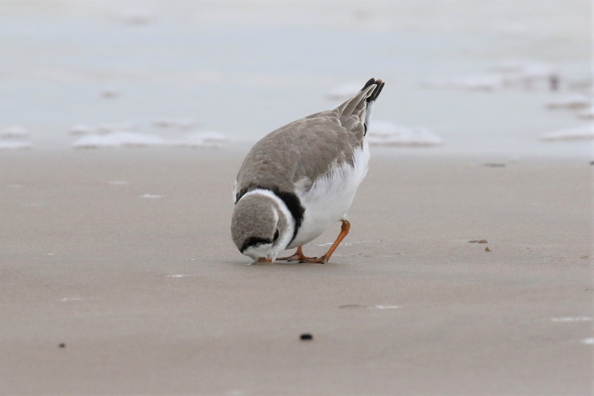 Piping Plover - ML328593491