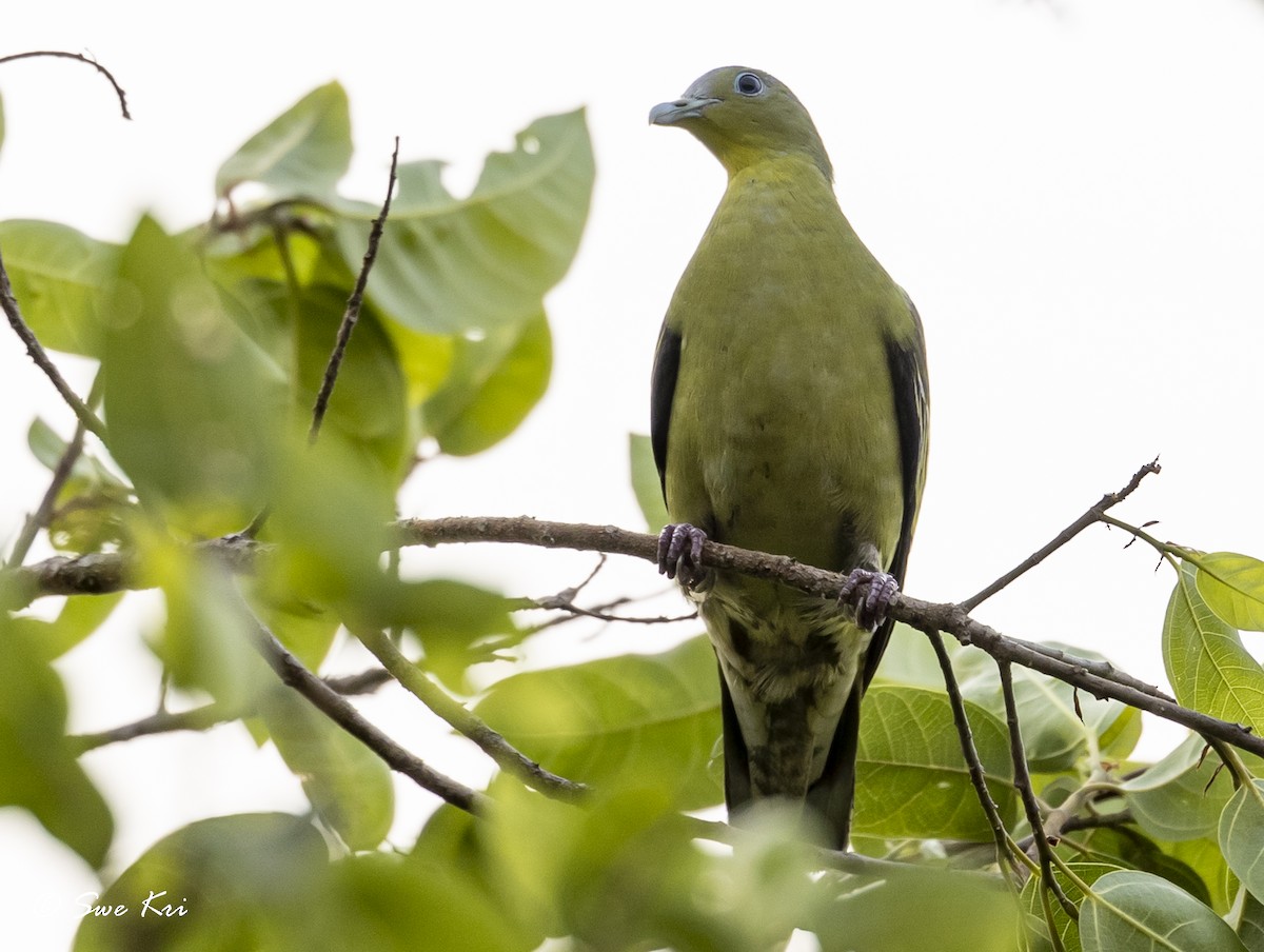Gray-fronted Green-Pigeon - Swetha Krishna